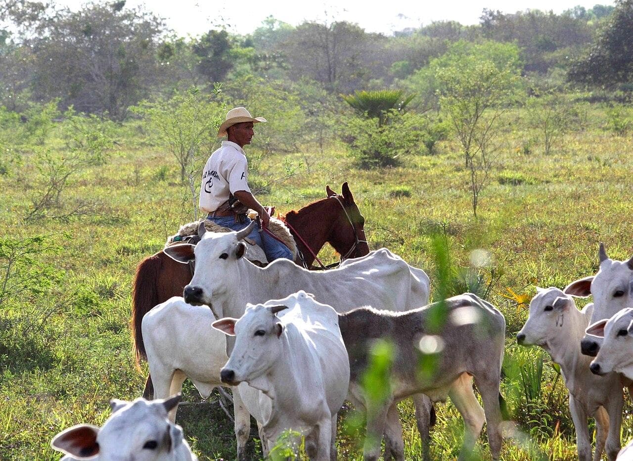 Produção agropecuária de Rondônia deve somar R$ 30,2 bilhões em 2026