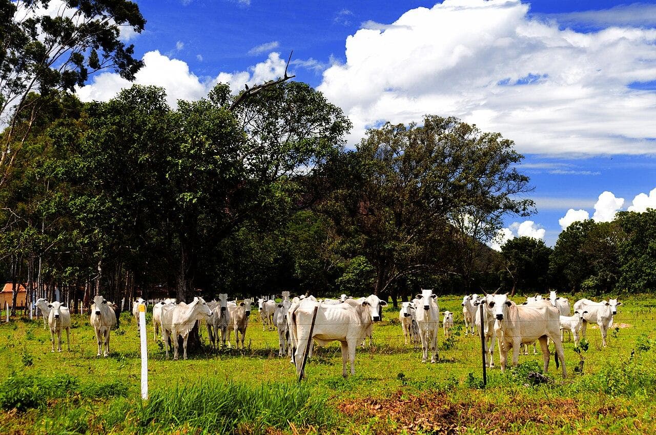 Porto Velho passa de 1,6 milhão de cabeças de gado