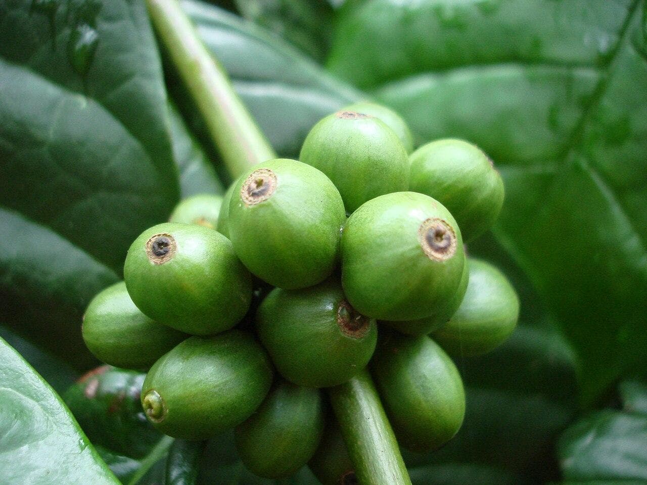 Rondônia projeta safra recorde de até 3 milhões de sacas de café robusta