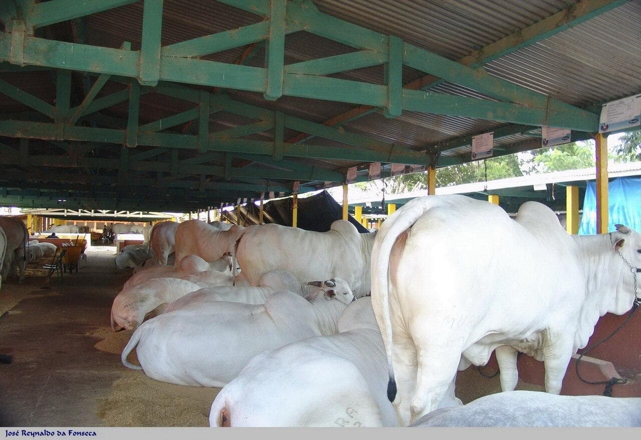 Frigorífico de Ji-Paraná ganha autorização para exportar carne à Guatemala