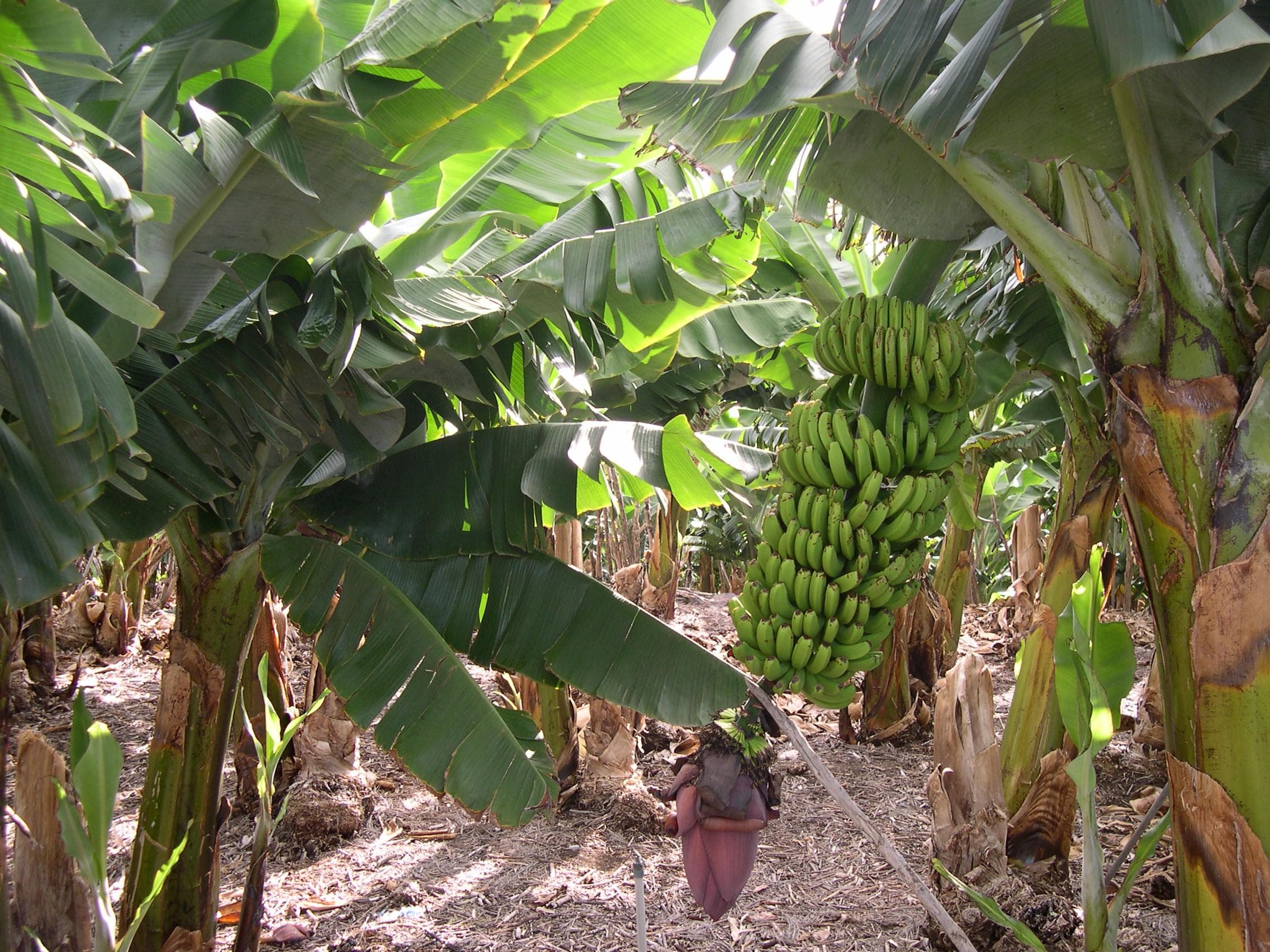 Porto Velho é o maior produtor de banana de Rondônia