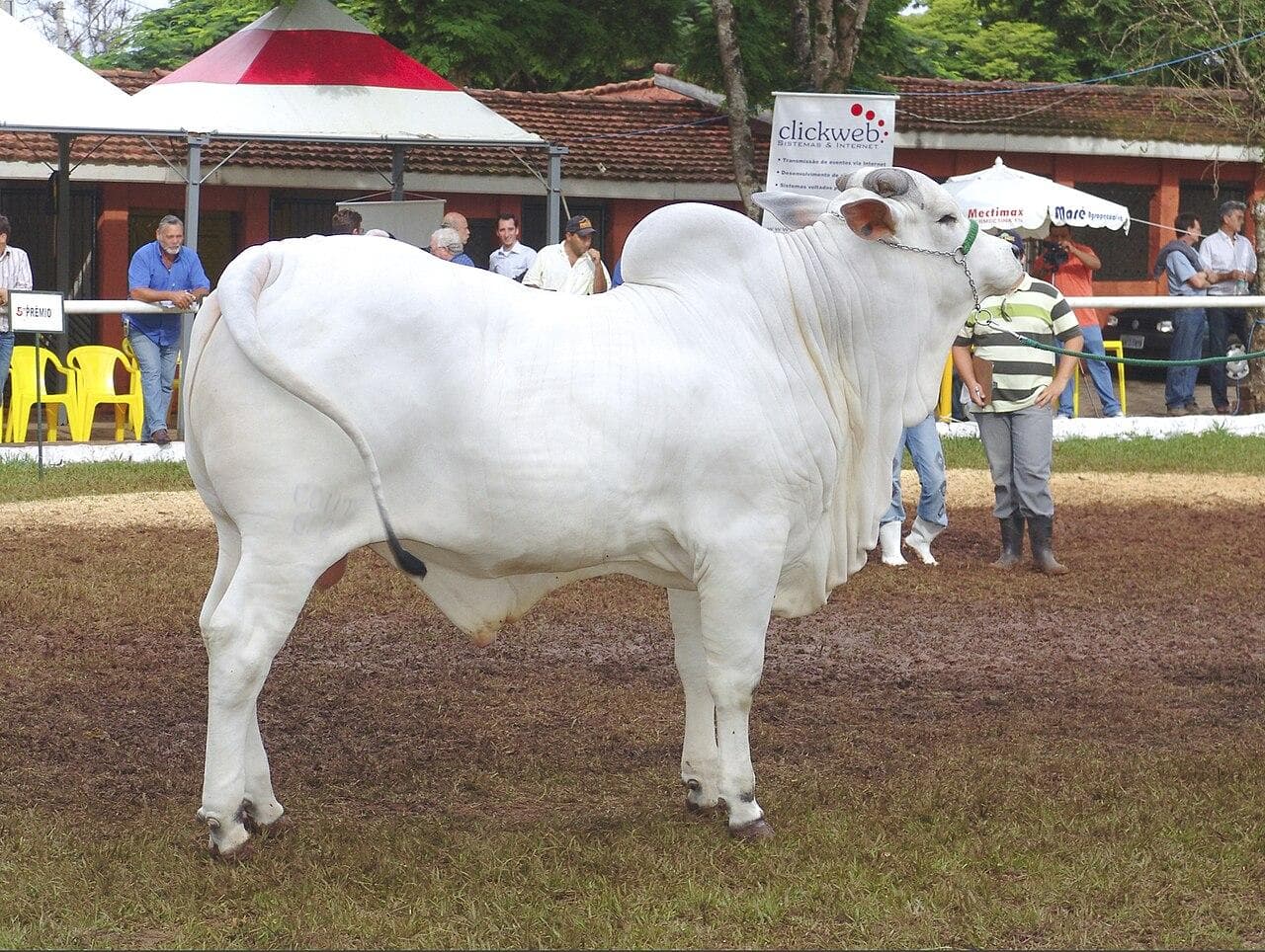 Boi China em Rondônia é cotado a R$ 335 a arroba