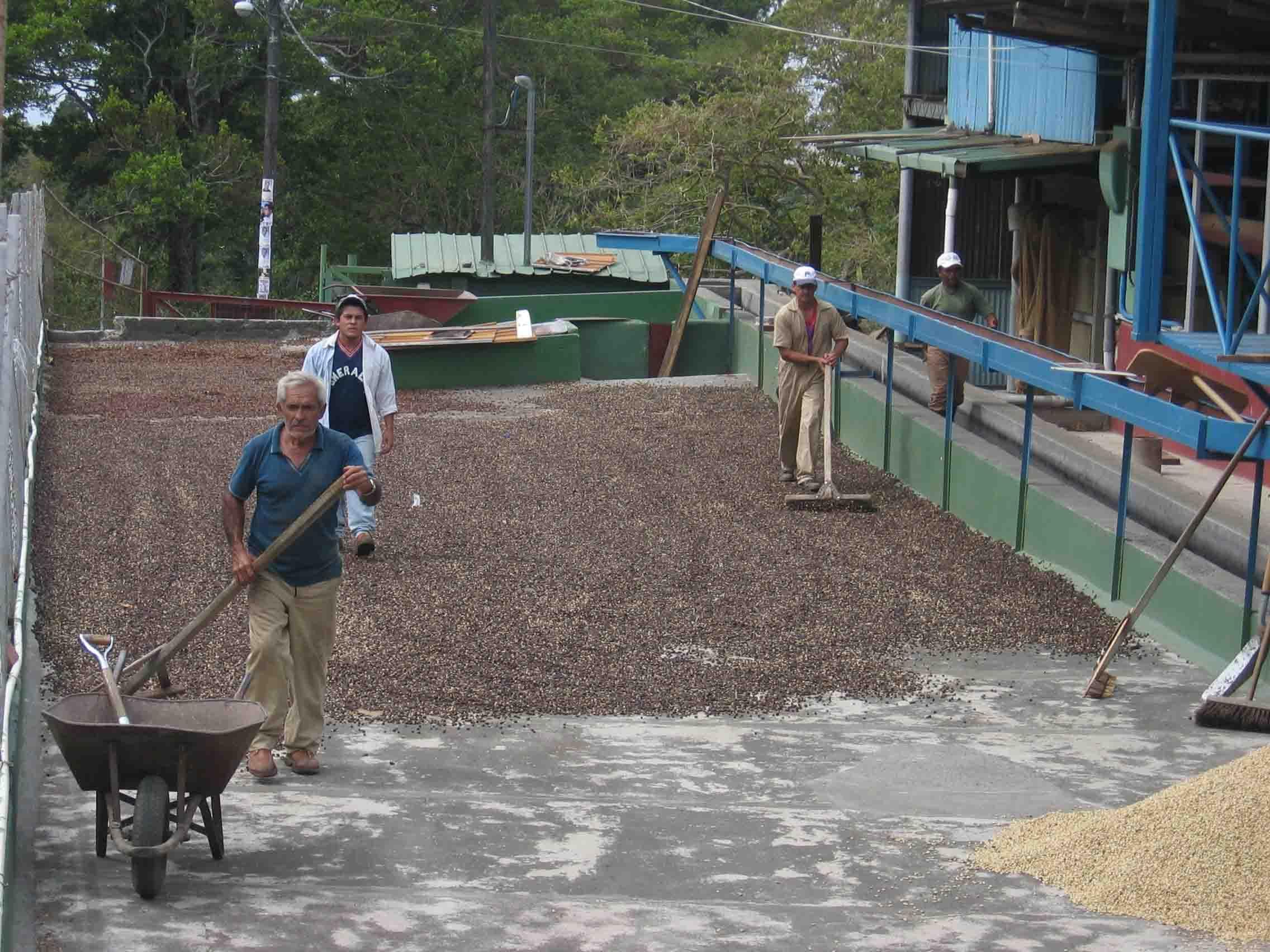 Café robusta é negociado entre R$ 950 e R$ 970 a saca em Cacoal