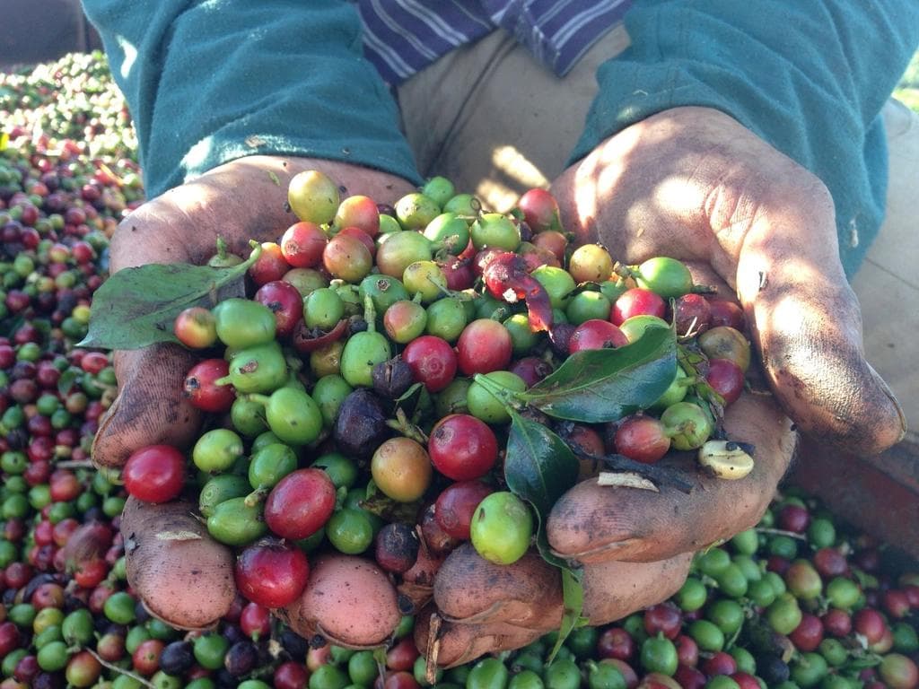 Café indígena Paiter Suruí vence o Concurso Tribos com 91,11 pontos