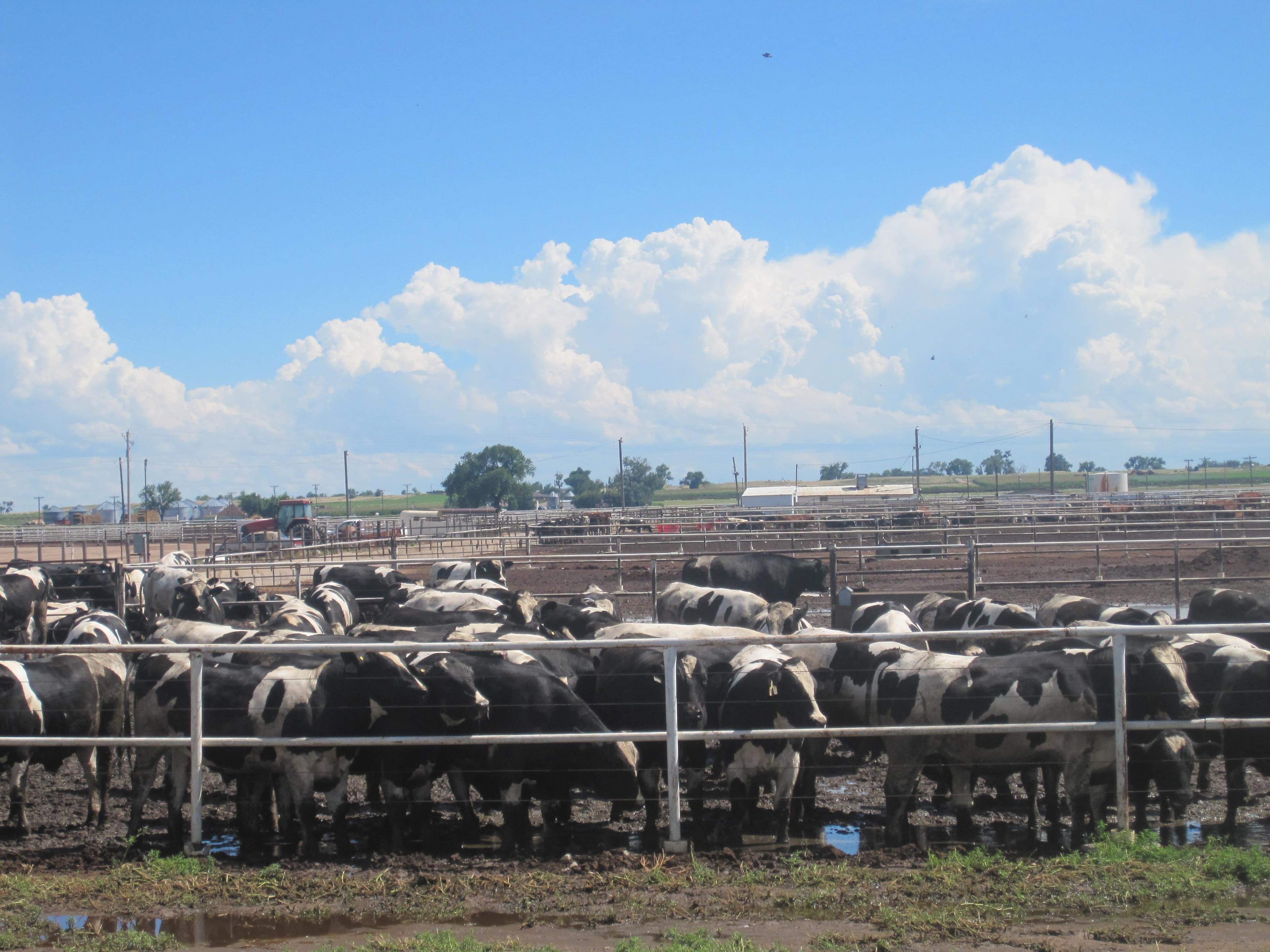 Dia de Campo reúne 300 pecuaristas em confinamento de Ouro Preto do Oeste
