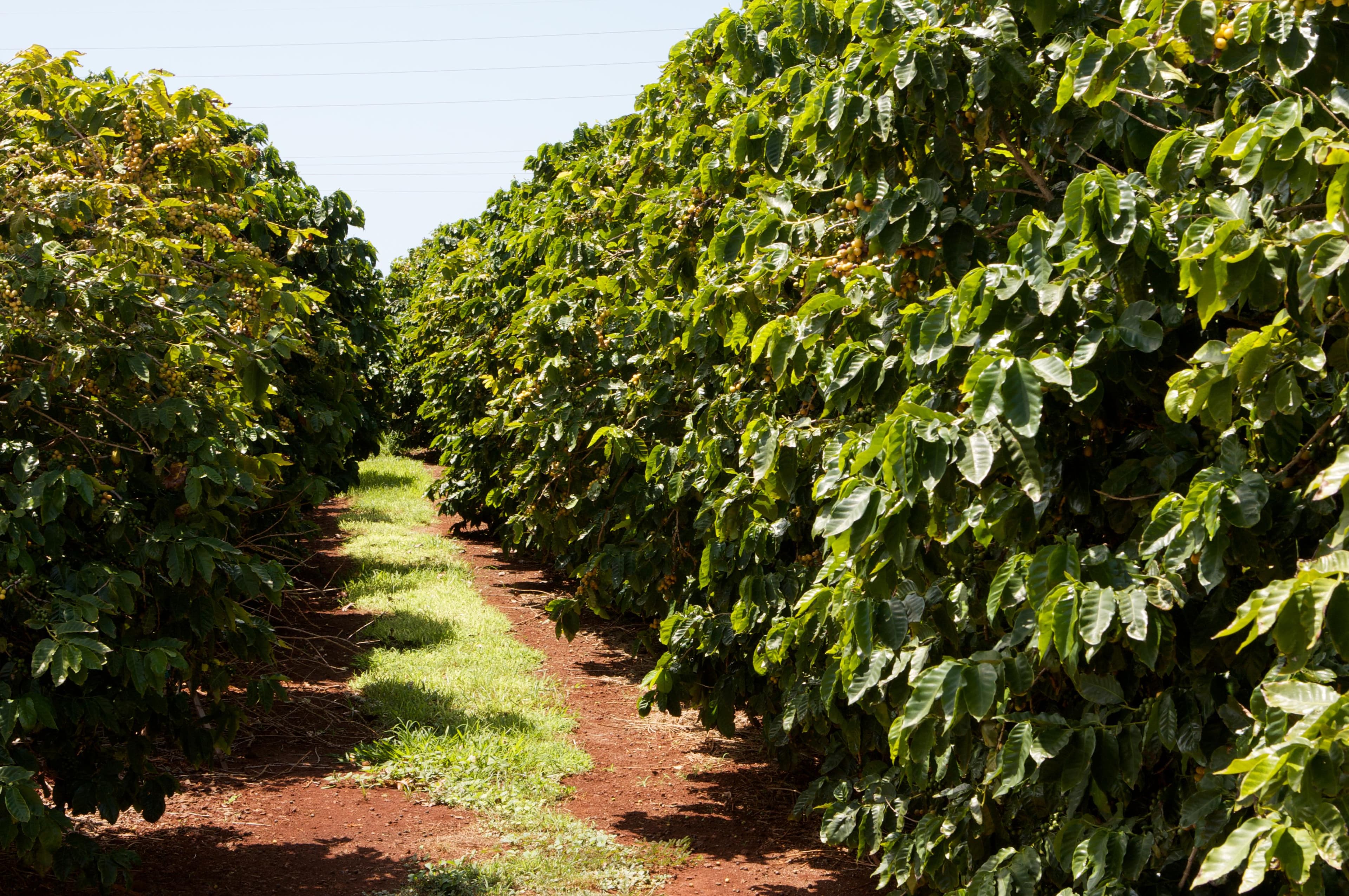Com fertirrigação e assistência técnica, produtora de Porto Velho colhe 92 sacas por hectare