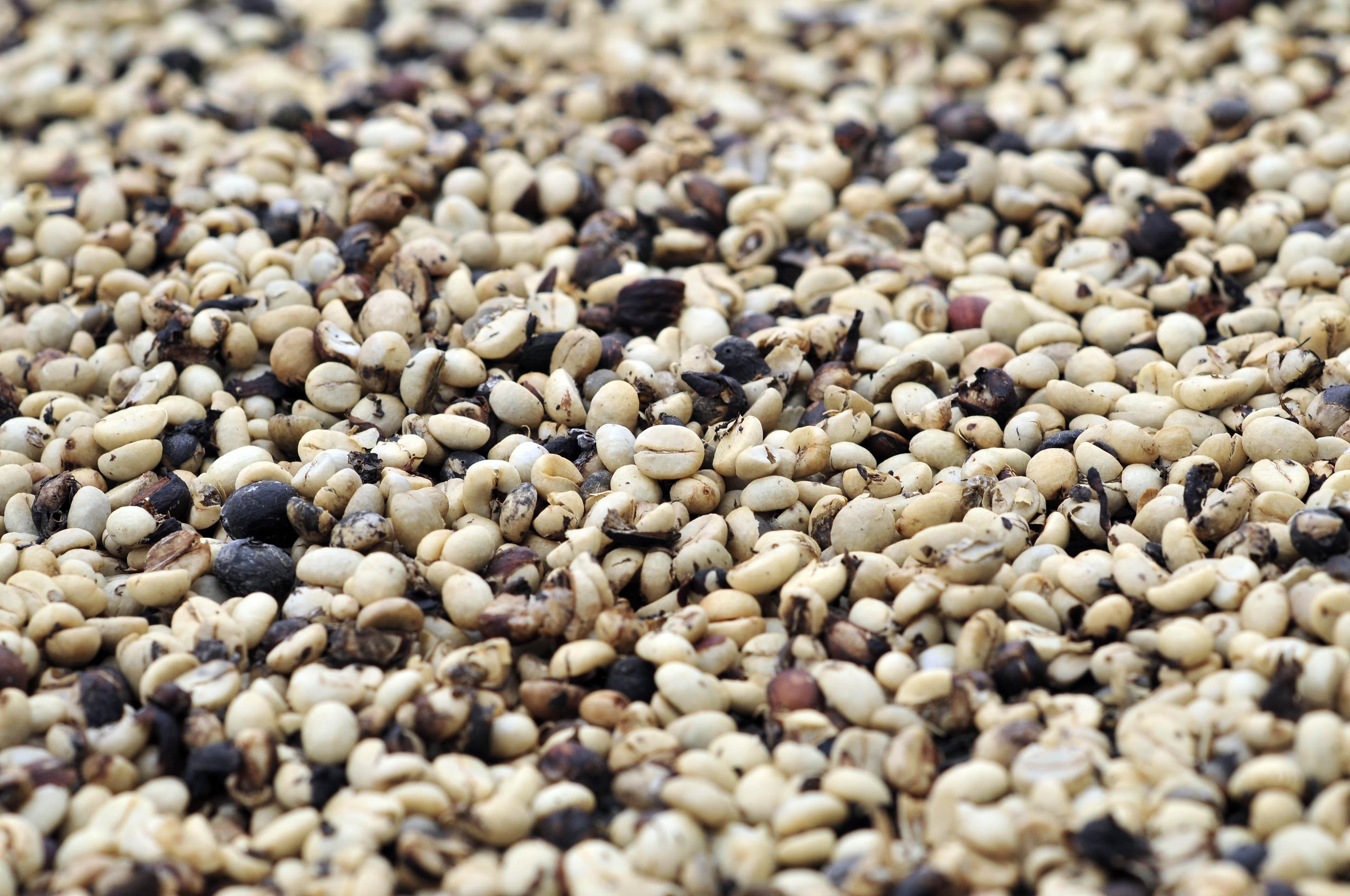 Café robusta fecha a R$ 963 a saca, enquanto arábica passa de R$ 1.600